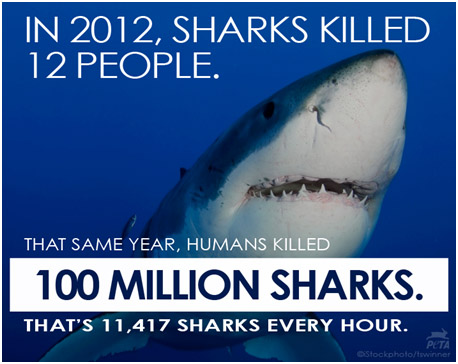 Em 2012, 12 pessoas foram mortas por tubarões. No mesmo ano, humanos mataram 100 milhões de tubarões. 11417 tubarões por hora. Foto: PETA.